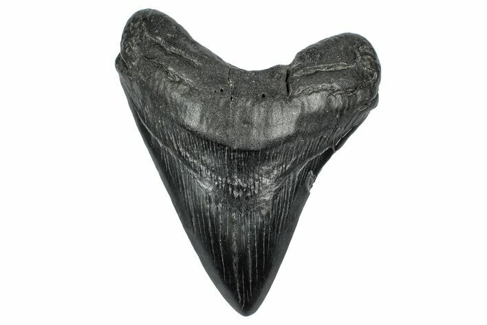 Fossil Megalodon Tooth - South Carolina #340139